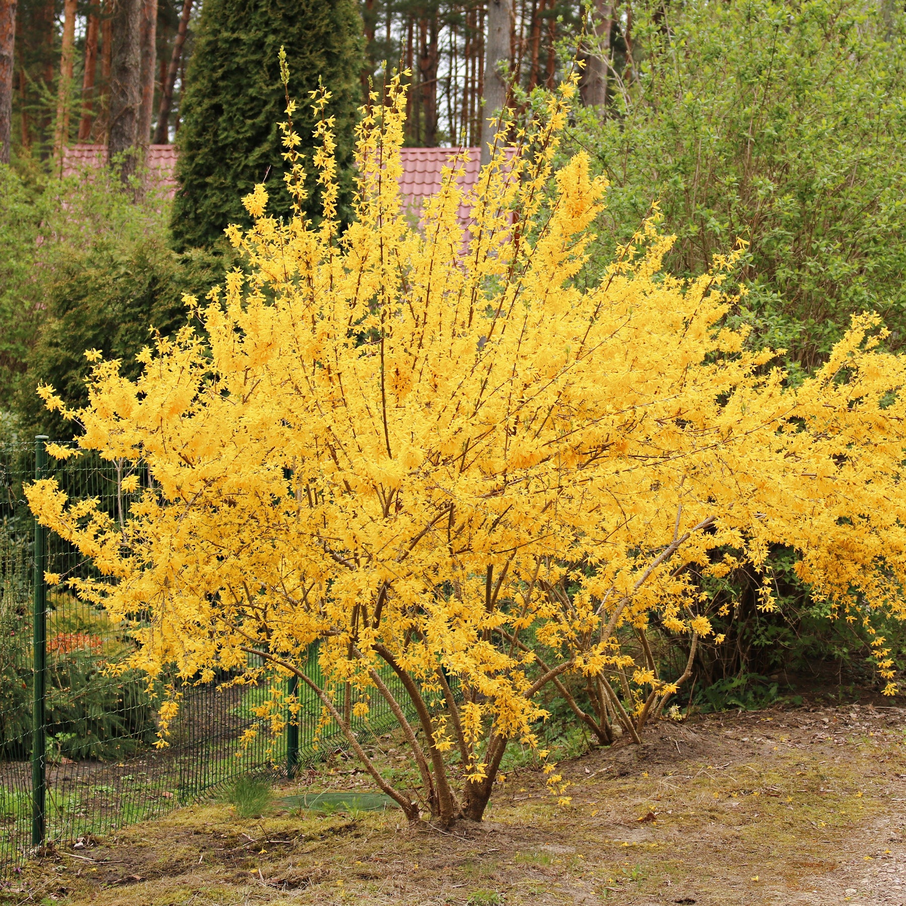 Forsythia x intermedia Lynwood Gold - Forsythia Lynwood Gold - Forsythias