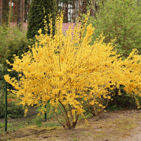 Forsythia x intermedia Lynwood Gold - Forsythia Lynwood Gold - Forsythias