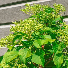Hortensia grimpant Crug Coral - Hydrangea anomala Crug Coral - Willemse