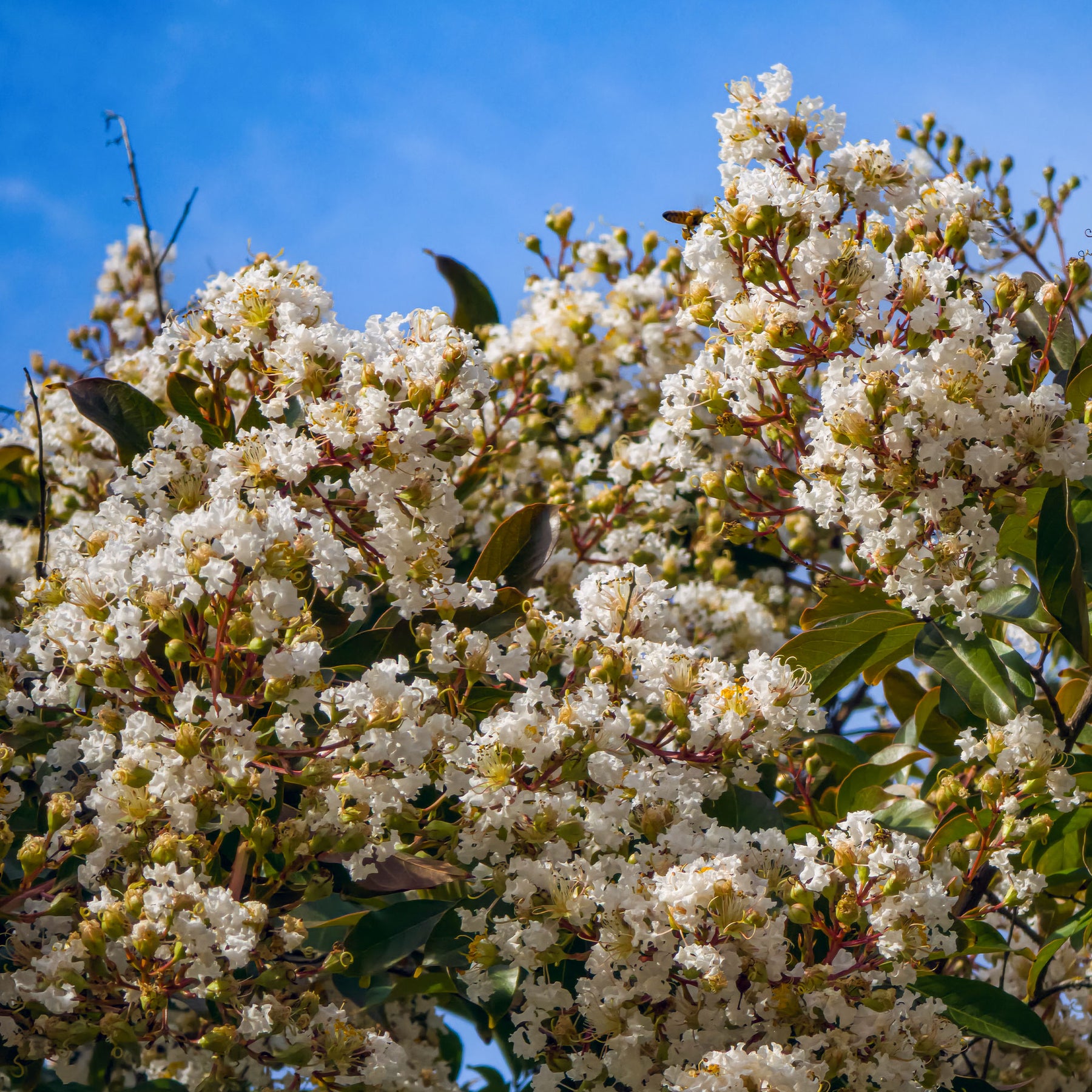 Lagerstroemia indica Natchez - Lilas des indes Natchez - Lilas des Indes