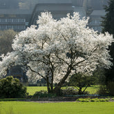 Magnolia de Kobé - Willemse