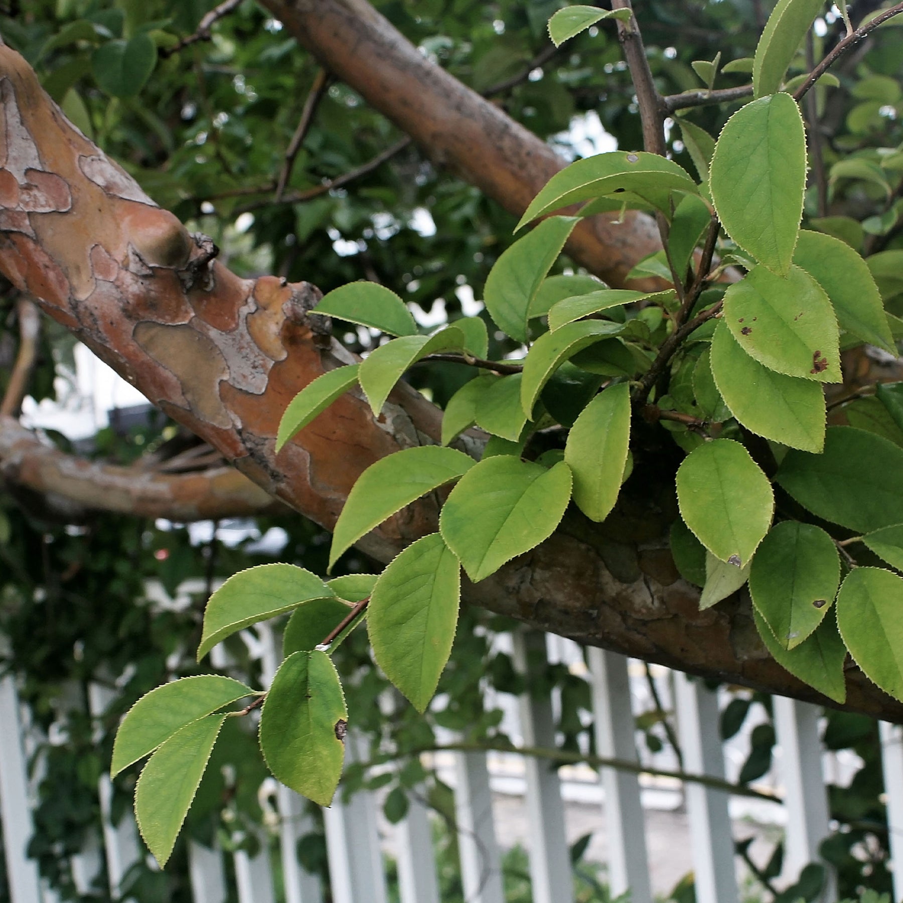 Vente Cognassier de Chine - Pseudocydonia sinensis