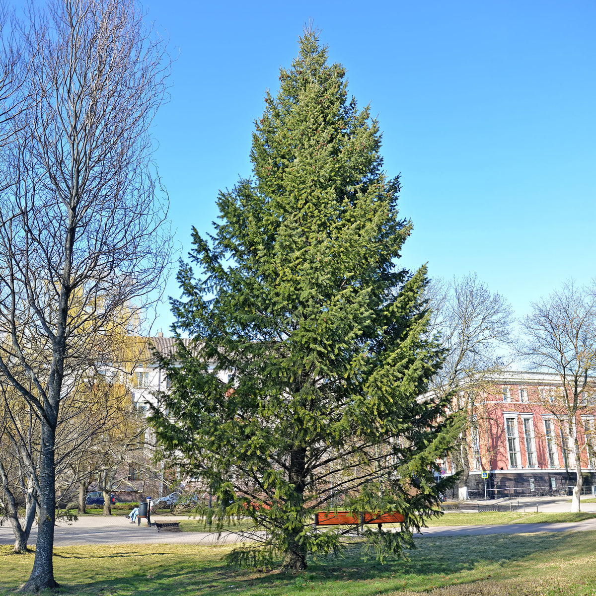 Sapin de Douglas - Willemse