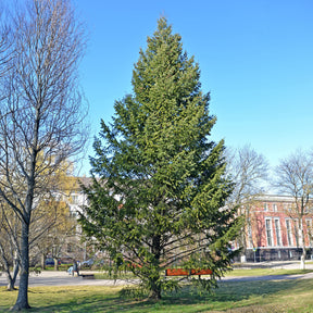 Sapin de Douglas - Willemse