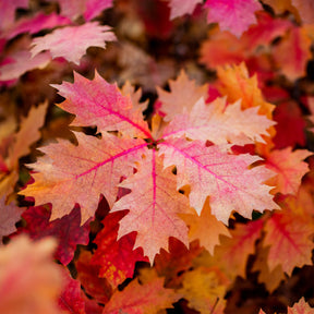 Chêne - Chêne rouge d'Amérique - Quercus rubra