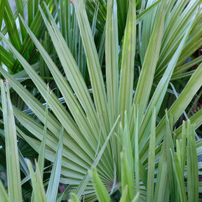 Sabal nain - Palmer nain à feuilles éventail - Sabal minor - Willemse