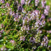 Thym serpolet - Willemse