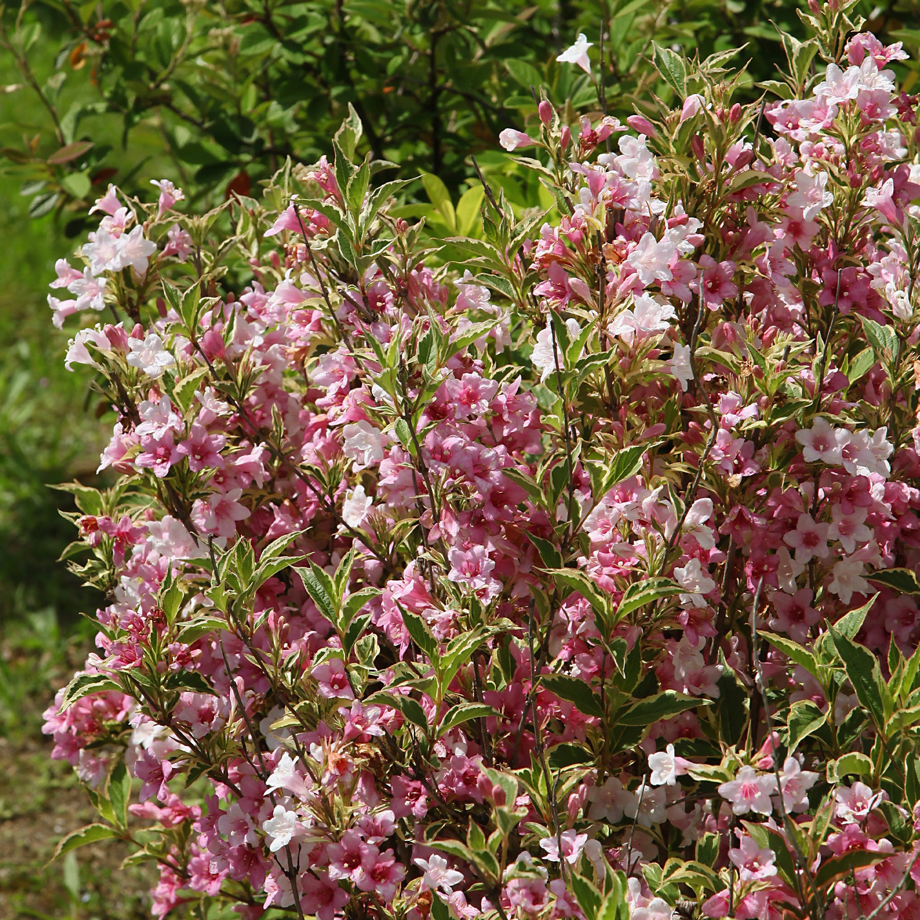 Weigelias - Weigélia florida Variegata - Weigela florida Variegata
