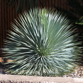 Yucca rostrata - Yucca bleu - Yuccas