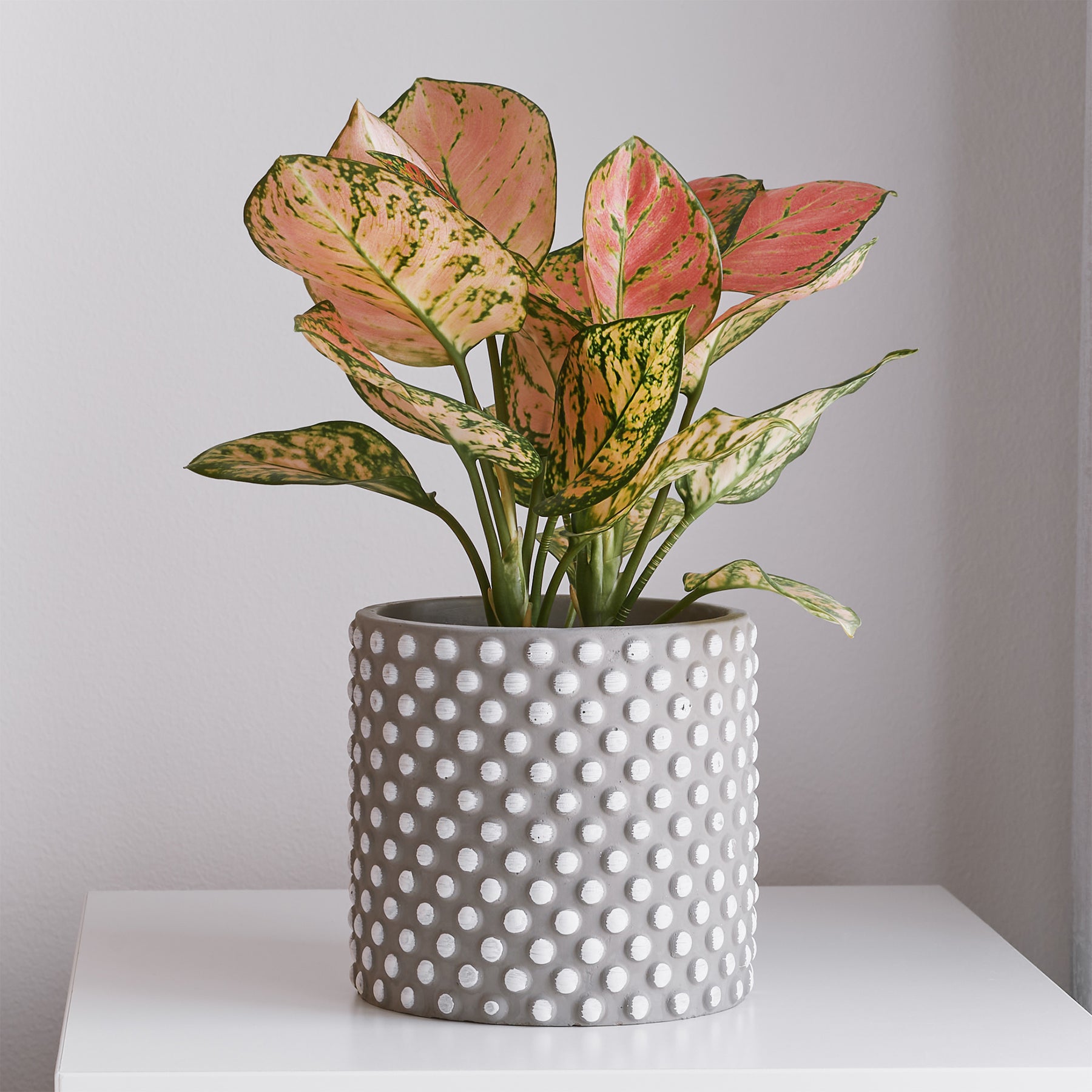 Aglaonema Pink Star - Willemse