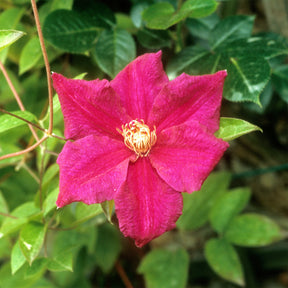 Clematis viticella Ernest markham - Clématite italienne Ernest Markham grimpante - Clématites