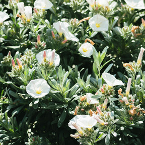 Convolvulus cneorum - Liseron arbustif argenté - Vivaces couvre-sol
