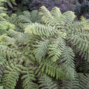 Fougères - Fougère arborescente - Cyathea australis