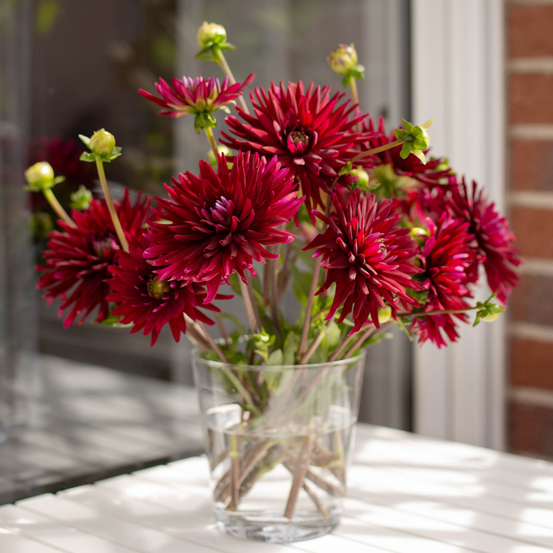Dahlia Black Narcissus - 3 Dahlias cactus Black Narcissus - Dahlia