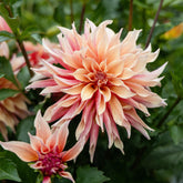 Dahlia décoratifs  Labyrinth - Willemse