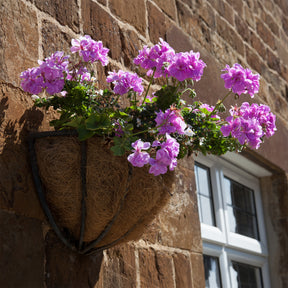 Géranium lierre double Lilas - Pelargonium peltatum lilac - Willemse