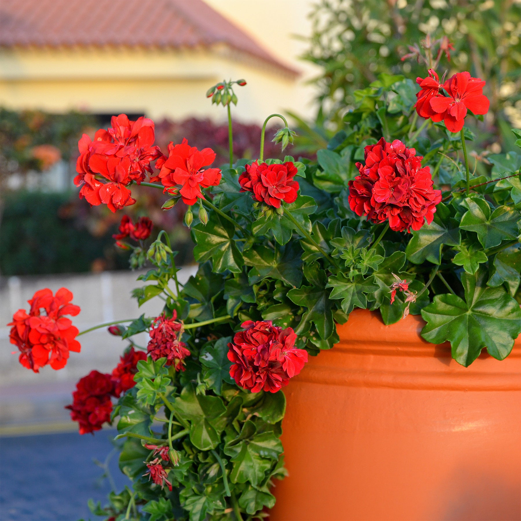Pelargonium peltatum red - Géranium lierre double rouge - Géranium de balcon