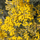 Herbe à curry Aladin - Immortelle de Corse - Willemse