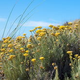 Herbe à curry - Immortelle des dunes - Willemse
