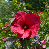 Hibiscus des marais Carrousel® Geant Red - Willemse