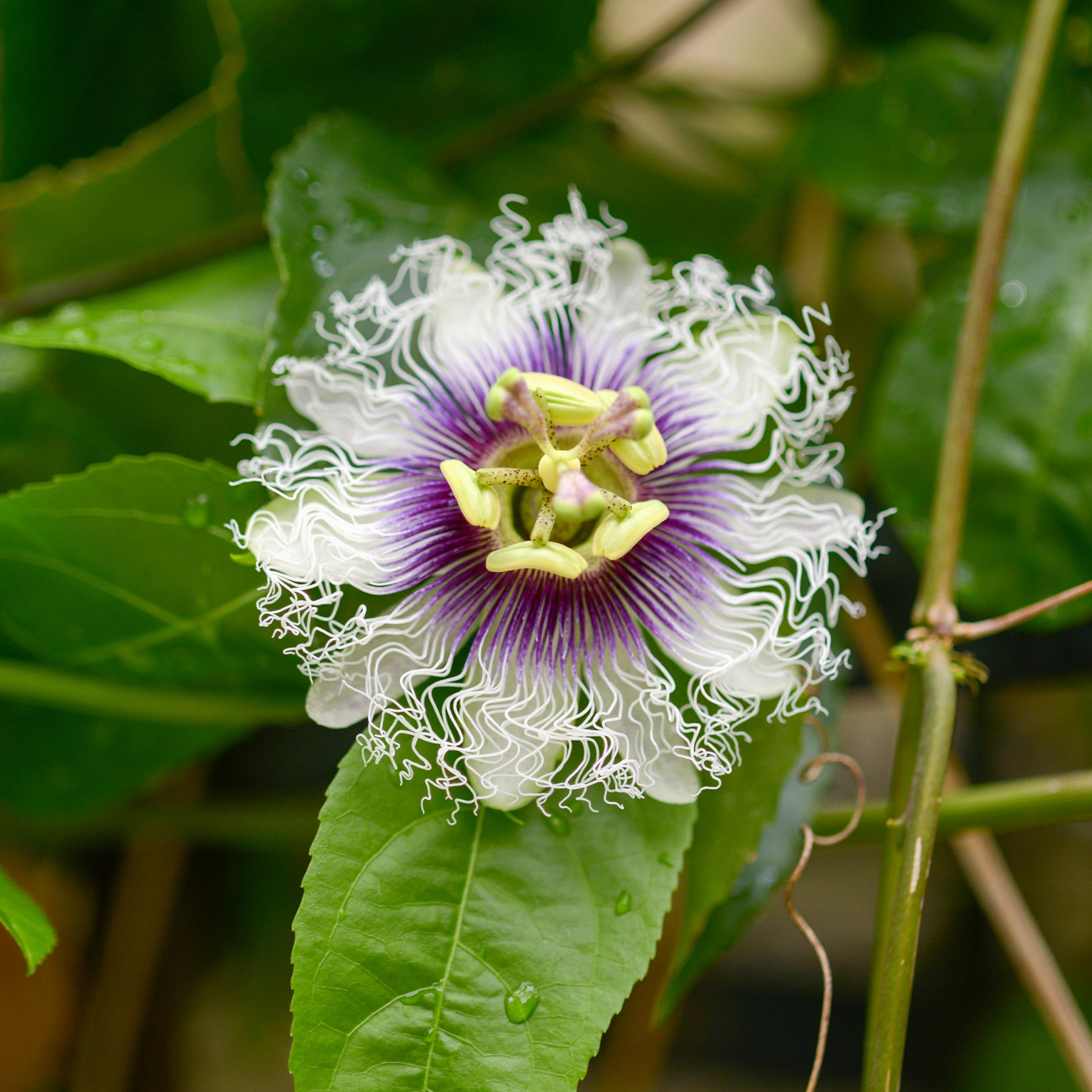Passiflora edulis - Fruit de la passion - Grenadille - Passiflores