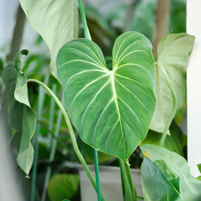 Philodendron Gloriosum - Philodendron Gloriosum - Willemse
