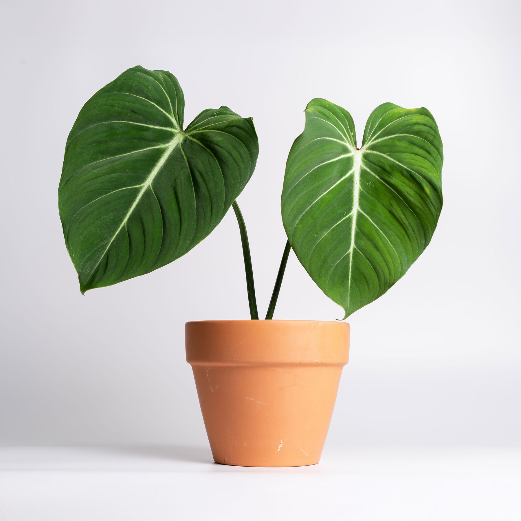 Philodendron Gloriosum - Philodendron Gloriosum - Philodendron