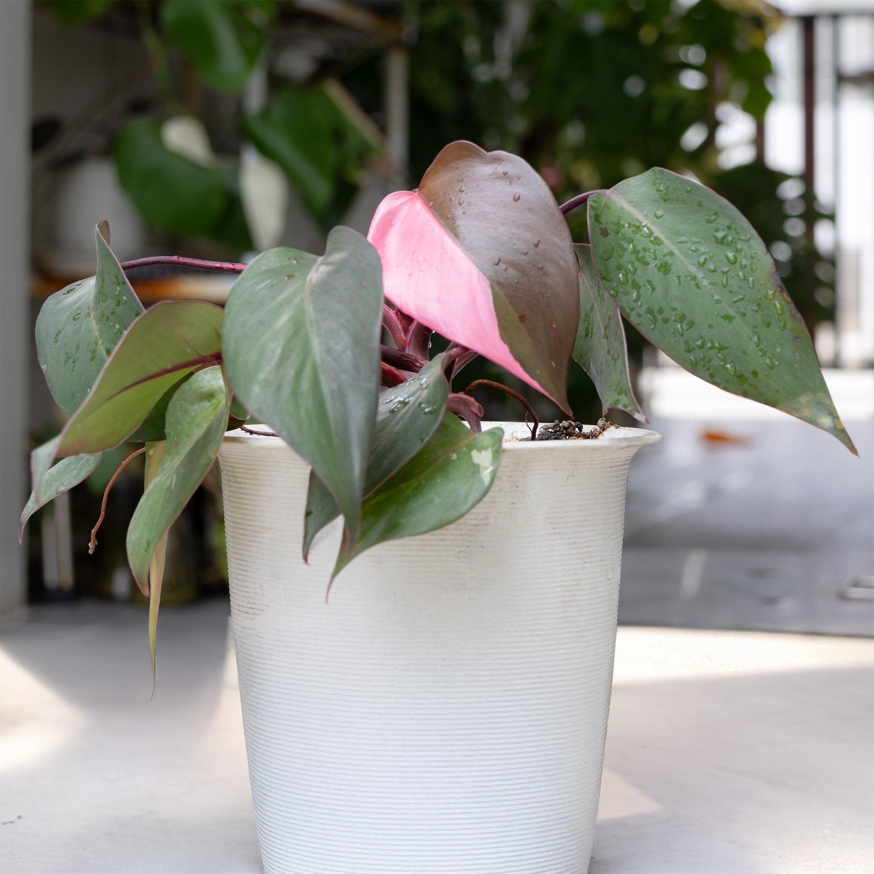 Philodendron - Philodendron Pink Princess - Philodendron Pink Princess
