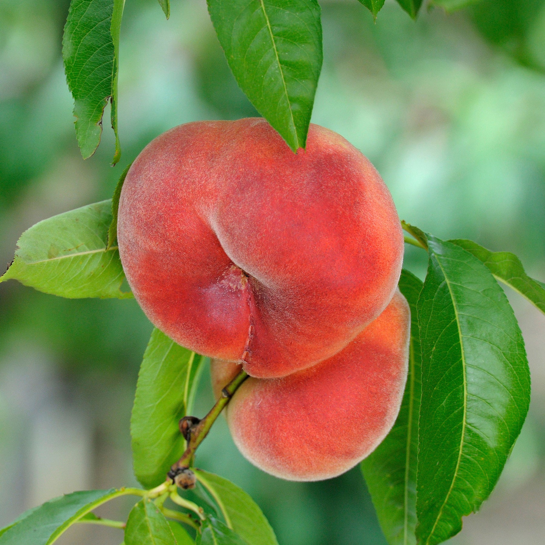 Pêcher Saturne - Willemse