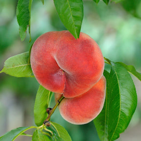 Pêcher Saturne - Willemse