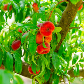 Pêcher Saturne - Pêcher - Willemse