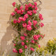 Rosier liane American Pillar - Willemse