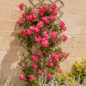 Rosier liane American Pillar - Willemse