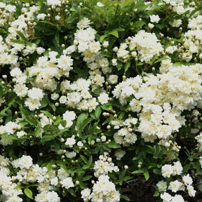 Rosa banksiae Alba Plena - Rosier de Banks Alba Plena - Rosiers grimpants