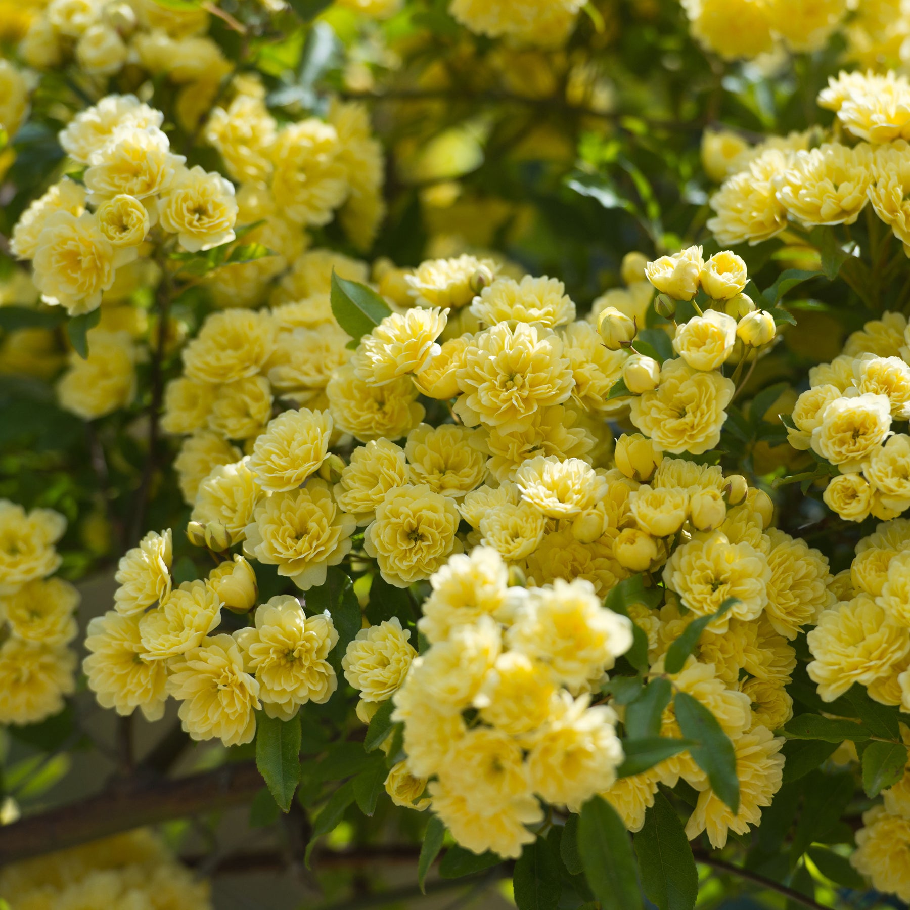 Rosier grimpant de Banks jaune - Rosa banksiae Lutea - Willemse