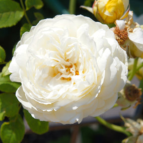 Rosier anglais Claire Austin® - Rosa Claire Austin® Ausprior - Willemse