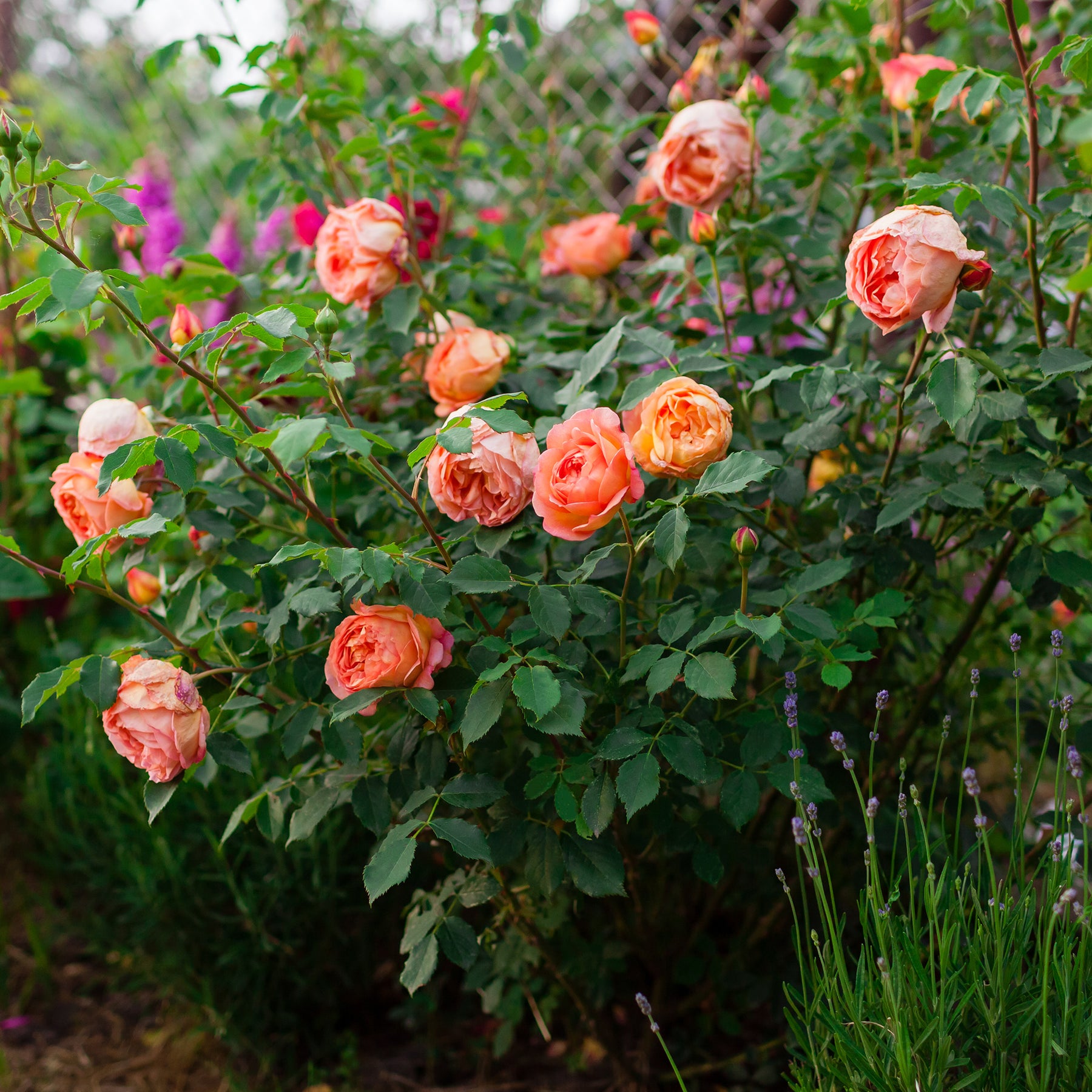 Vente Rosier anglais Lady of Shalott - Rosa Lady of Shalott® Ausnyson