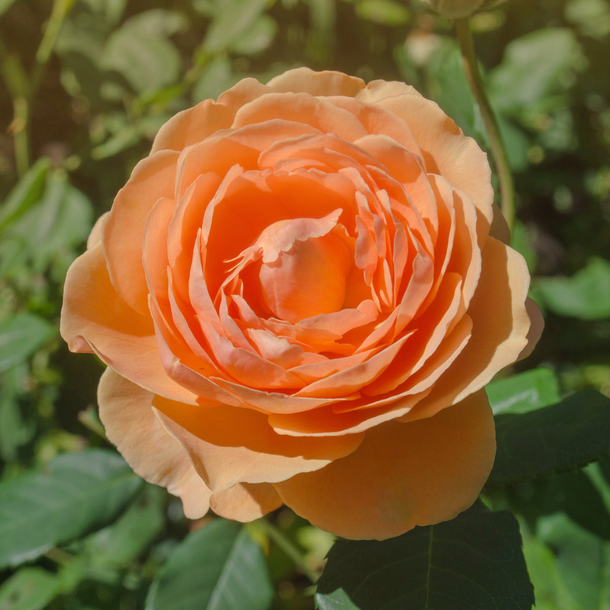 Rosier anglais Lady of Shalott - Rosa Lady of Shalott® Ausnyson - Willemse