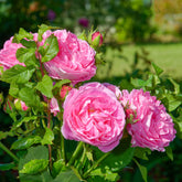 Rosier Bourbon Louise Odier - Willemse