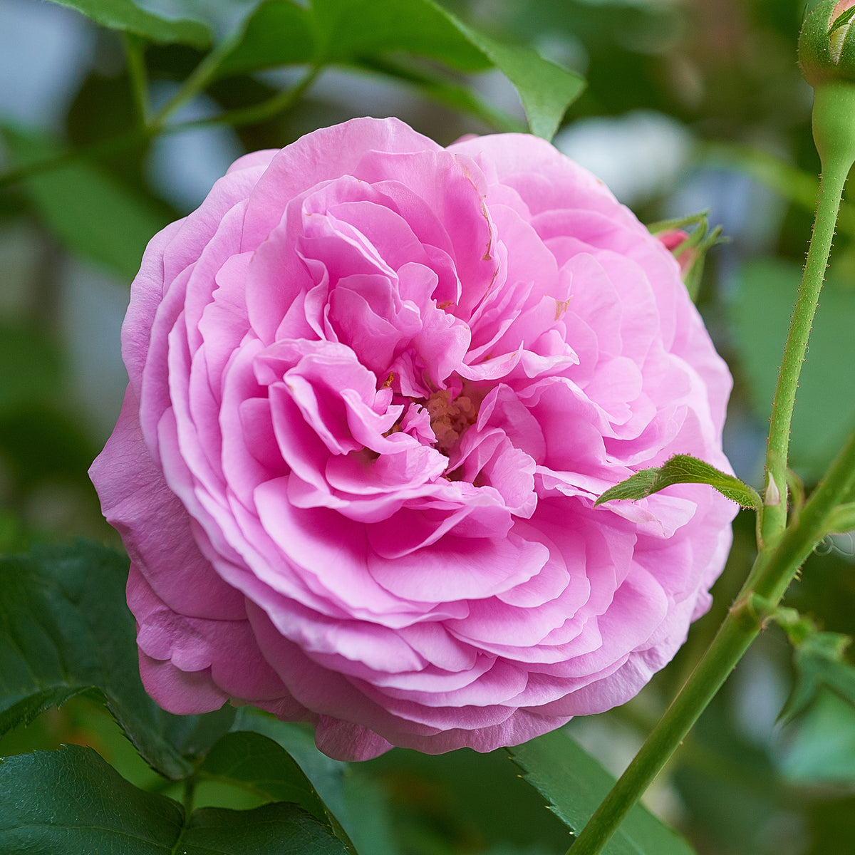 Rosier Bourbon Louise Odier - Rosa Louise Odier - Willemse