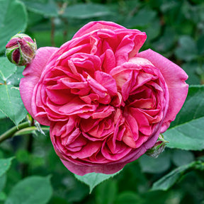 Rosa Madame Isaac Pereire - Rosier Bourbon grimpant Mme Isaac Pereire - Rosiers grimpants