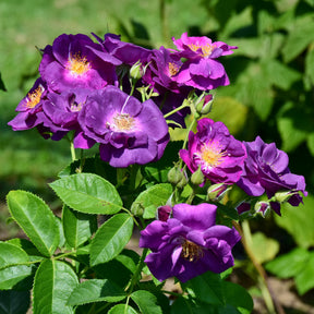 Rosier buisson Rhapsody in Blue® Frantasia - Willemse