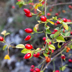 Rosa rubiginosa - Eglantier odorant - Rosiers botaniques