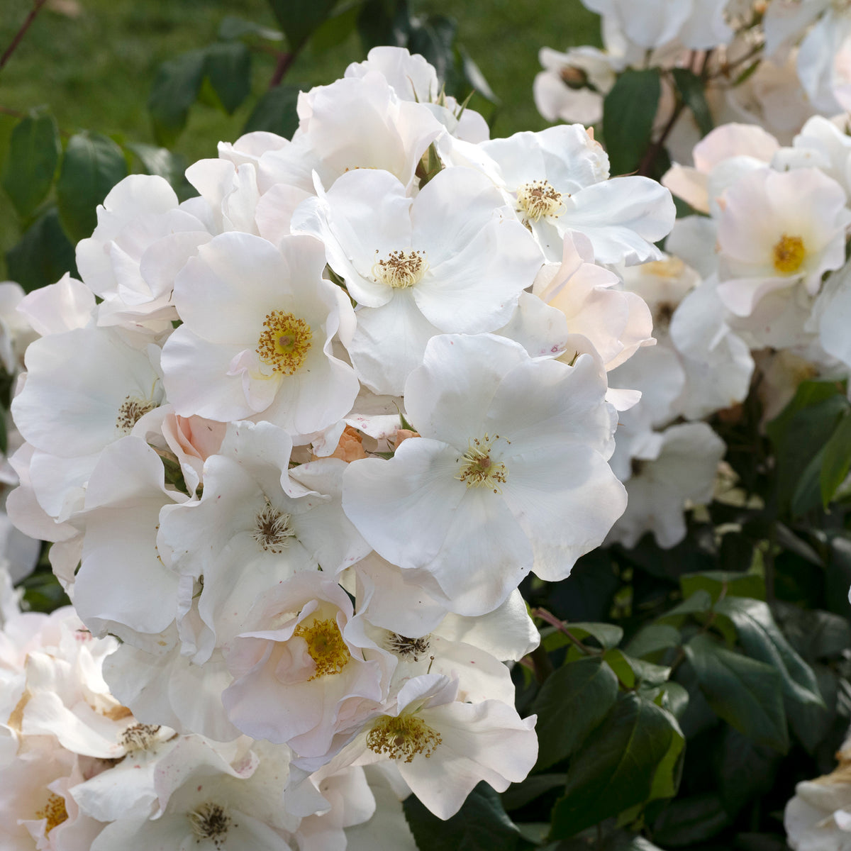 Rosier arbustif Sally Holmes - Willemse