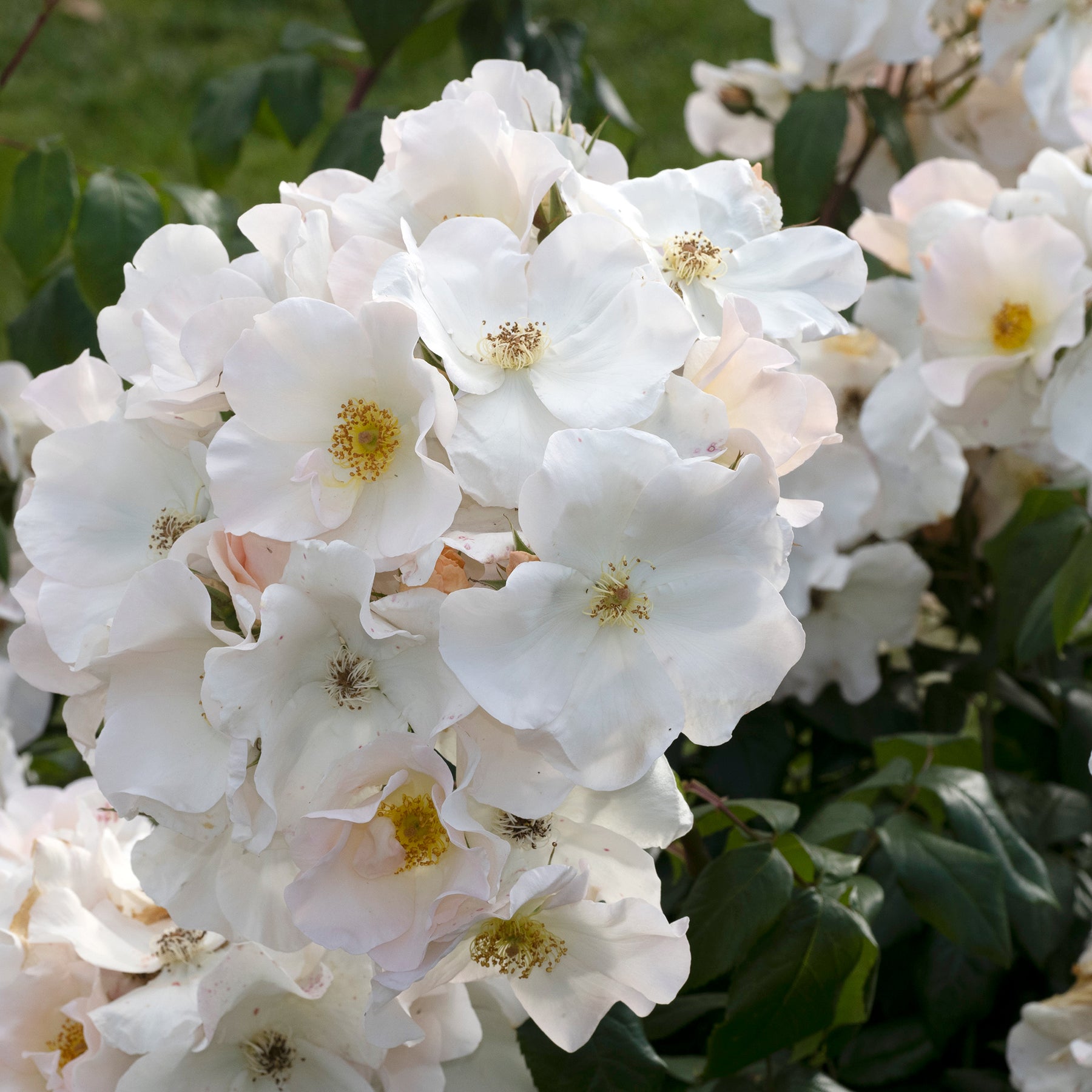 Rosier arbustif Sally Holmes