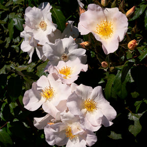 Rosier arbustif Sally Holmes