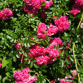 Rosa astrid gräfin von hardenberg ® - Rosier  Astrid Gräfin von Hardenberg ® - Rosiers à grandes fleurs