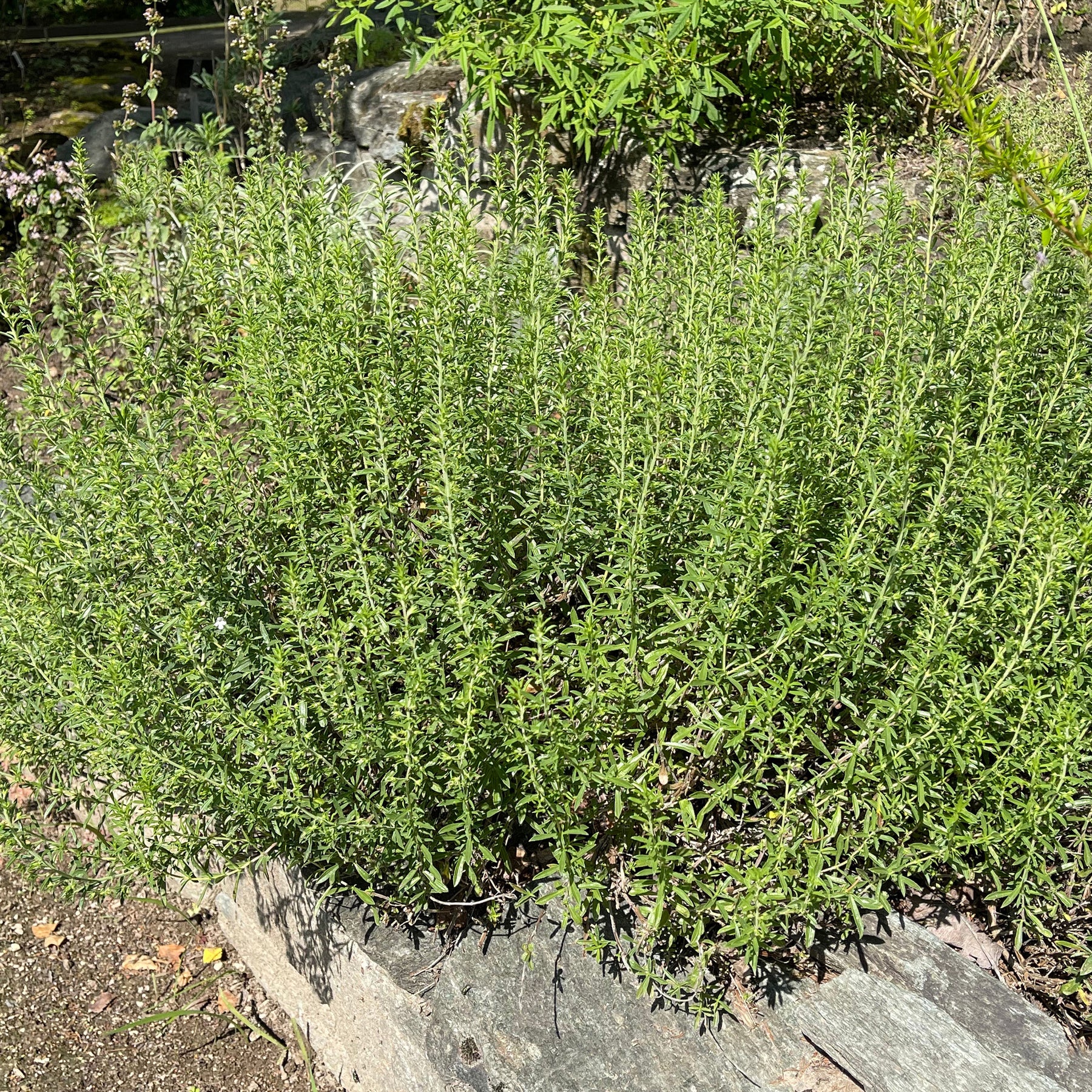 Plantes vivaces pour terrain sec - Sarriette - Satureja