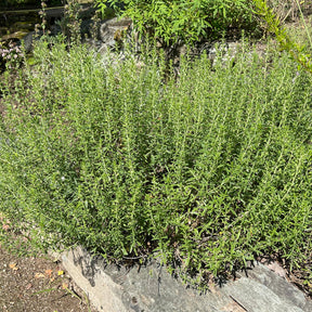 Plantes vivaces pour terrain sec - Sarriette - Satureja