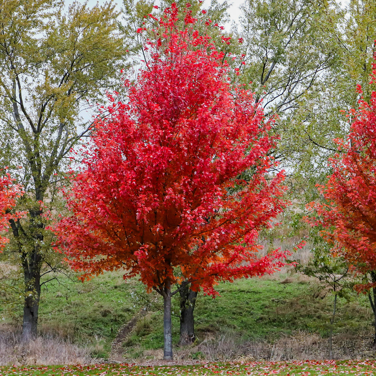 Erable de Freeman Autumn Blaze - Willemse